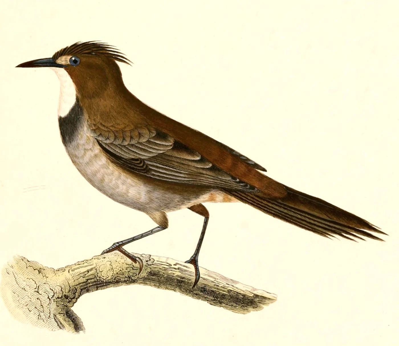 White-throated Cachalote