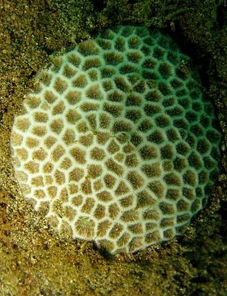 false pillow coral
