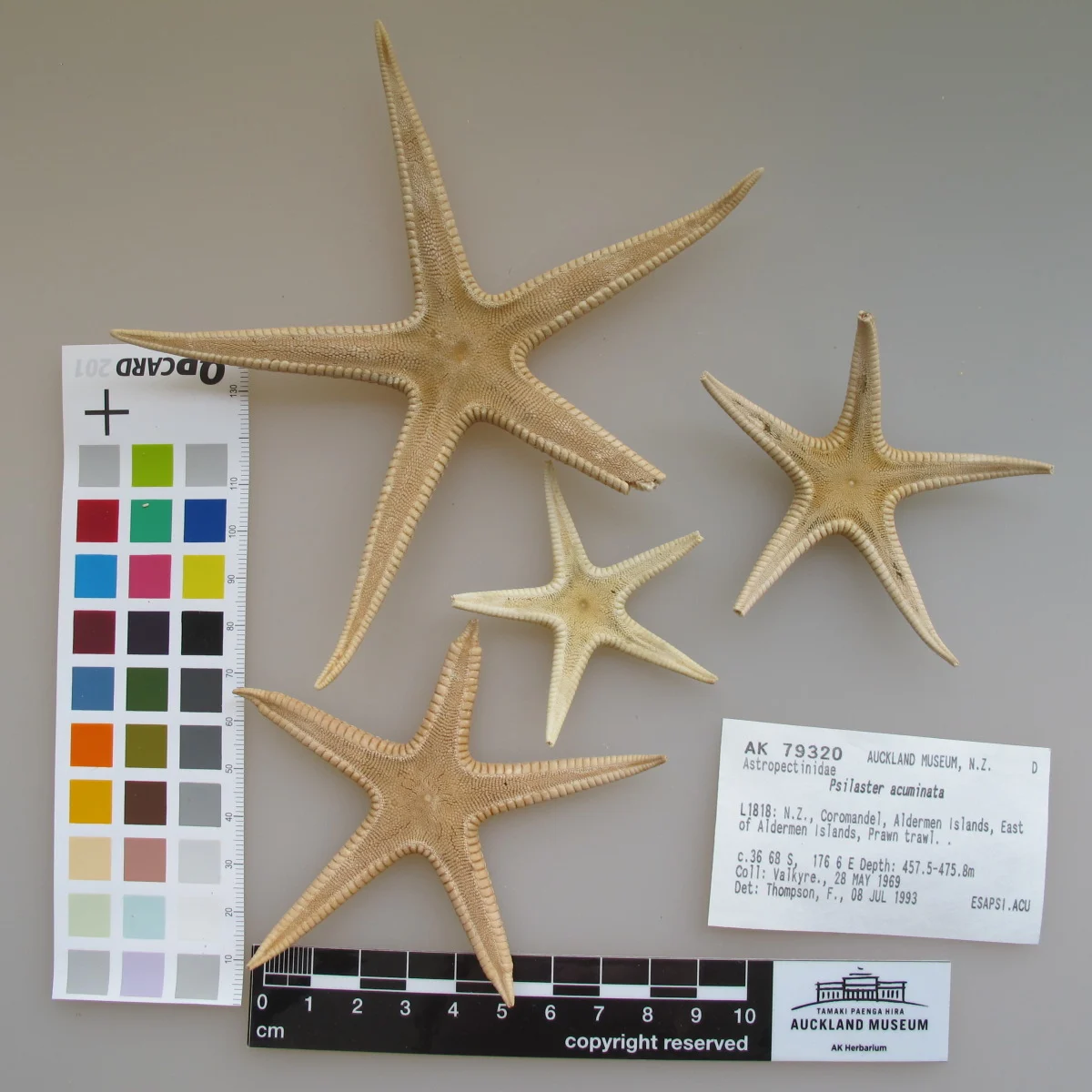 Psilaster acuminatus
