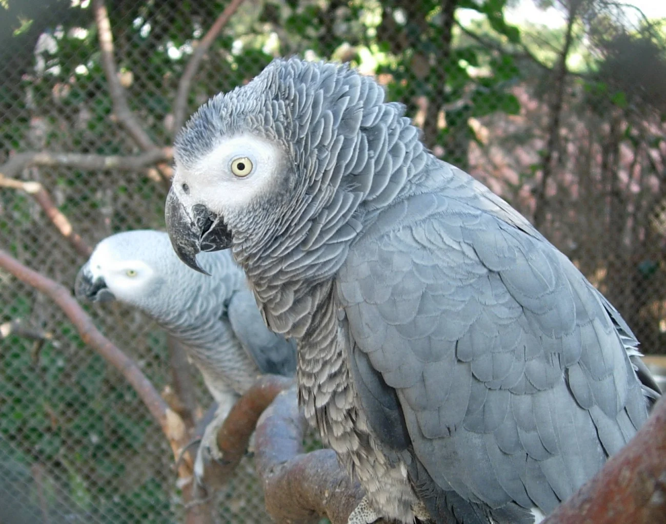 AGPA