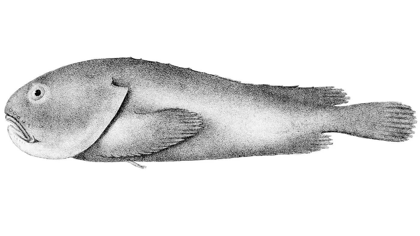 Psychrolutes macrocephalus