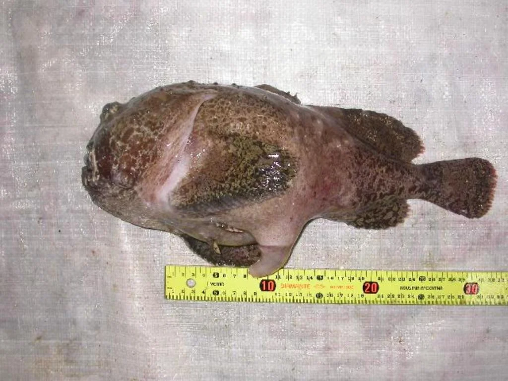 Psychrolutes marmoratus