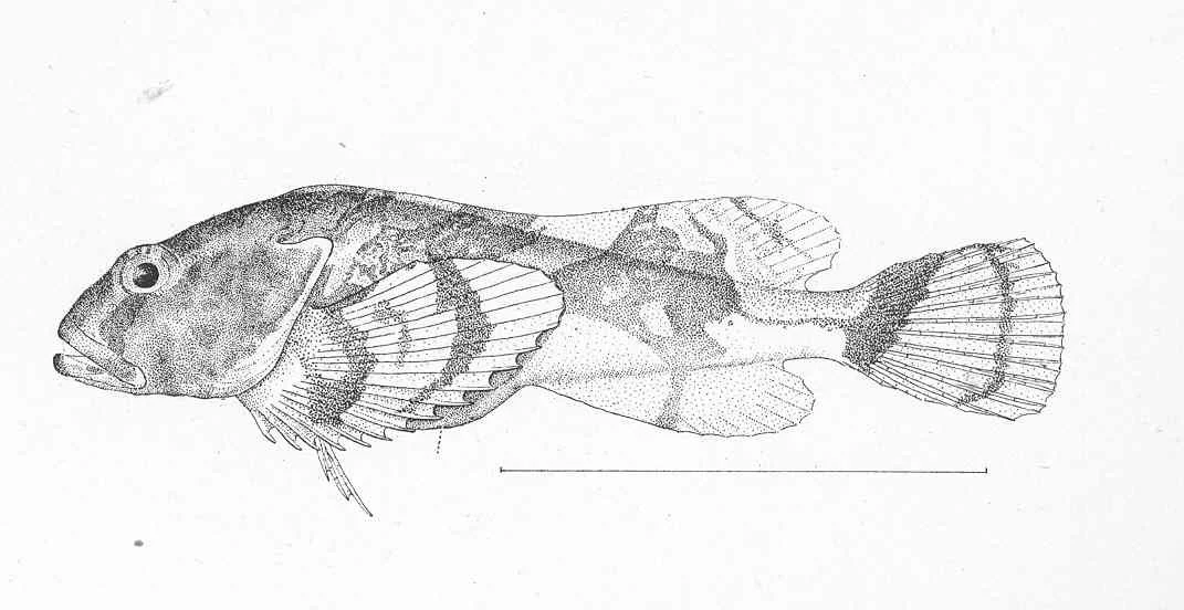 tadpole sculpin