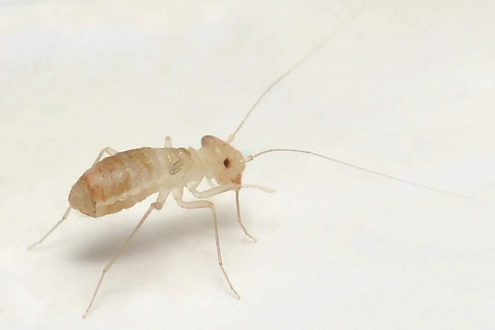Psyllipsocus ramburii