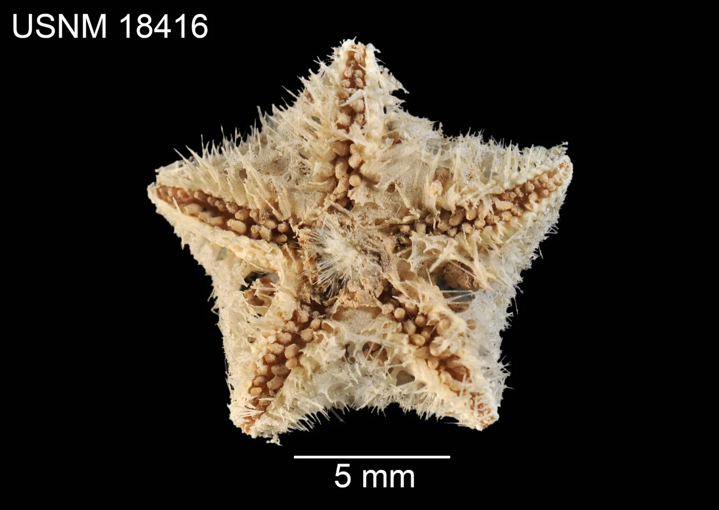 Pteraster acicula