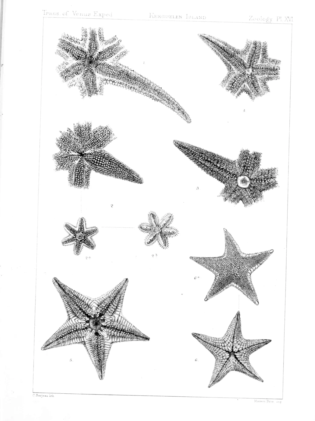 Pteraster affinis