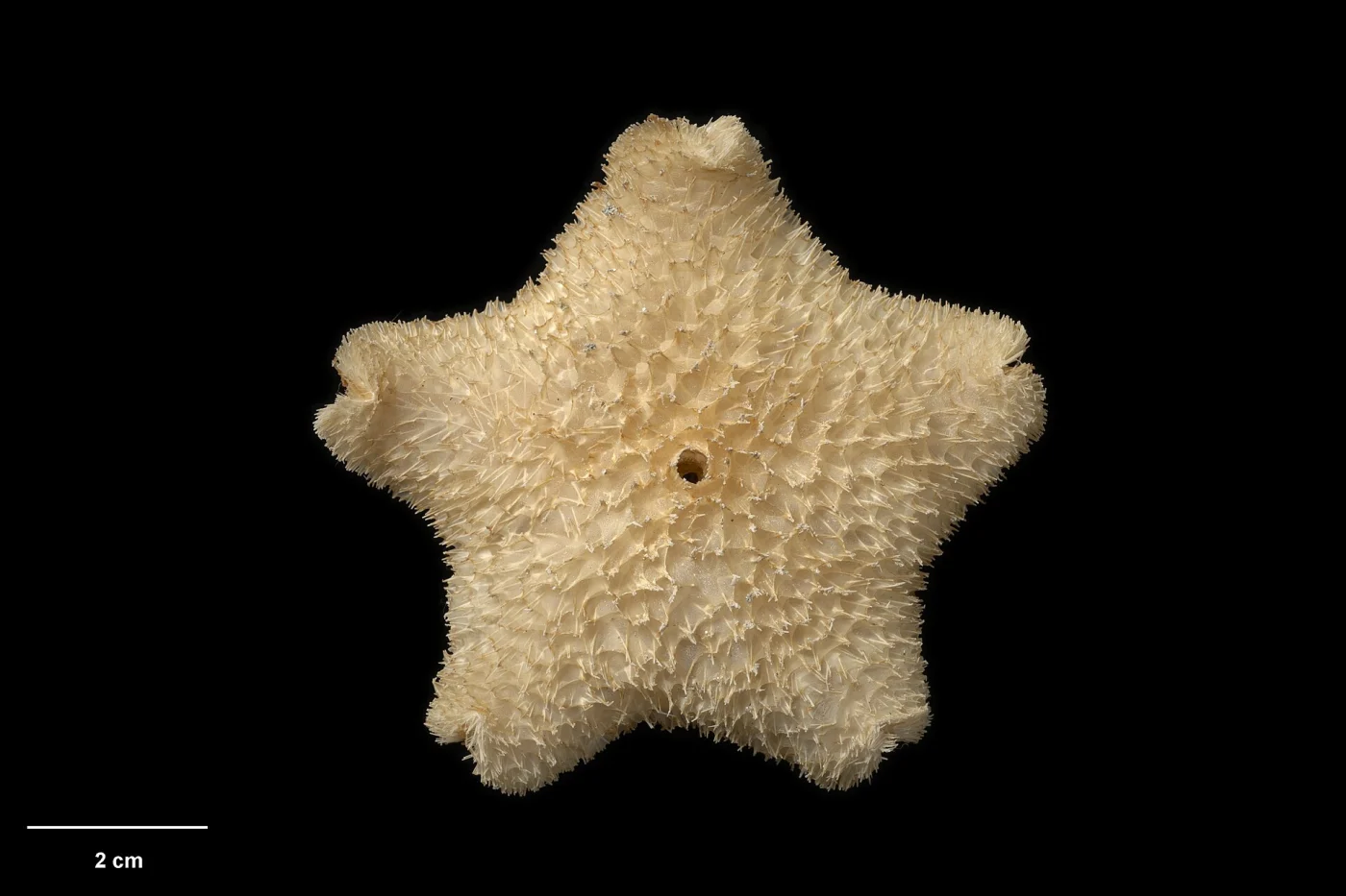 Pteraster bathami