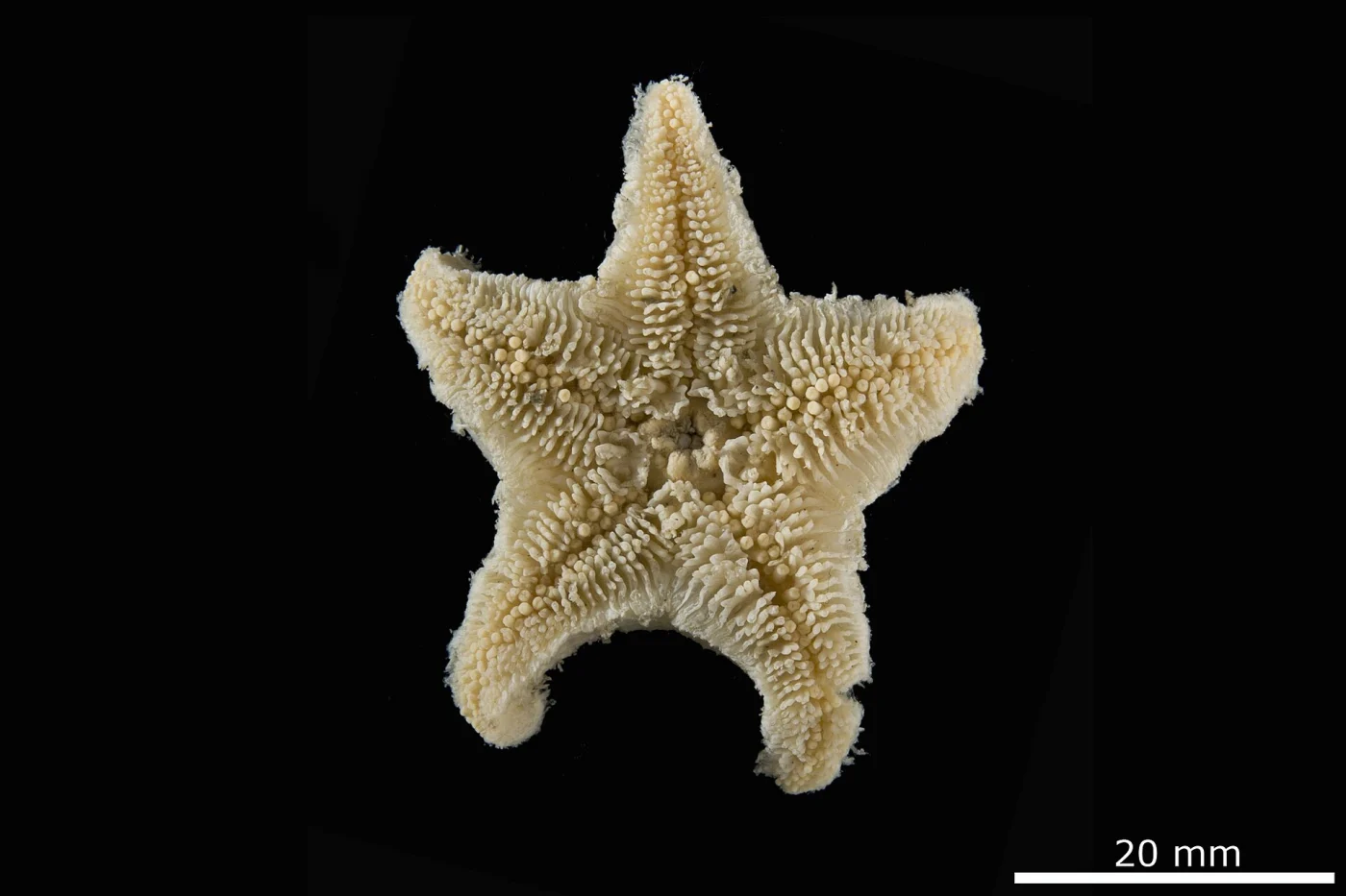 Pteraster hastatus