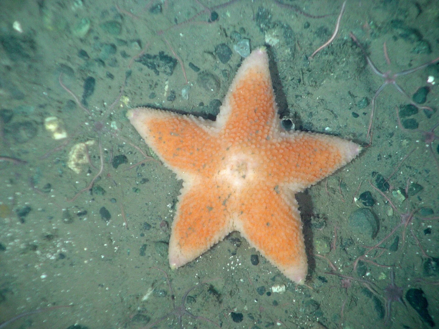 Jordan's Cushion Star