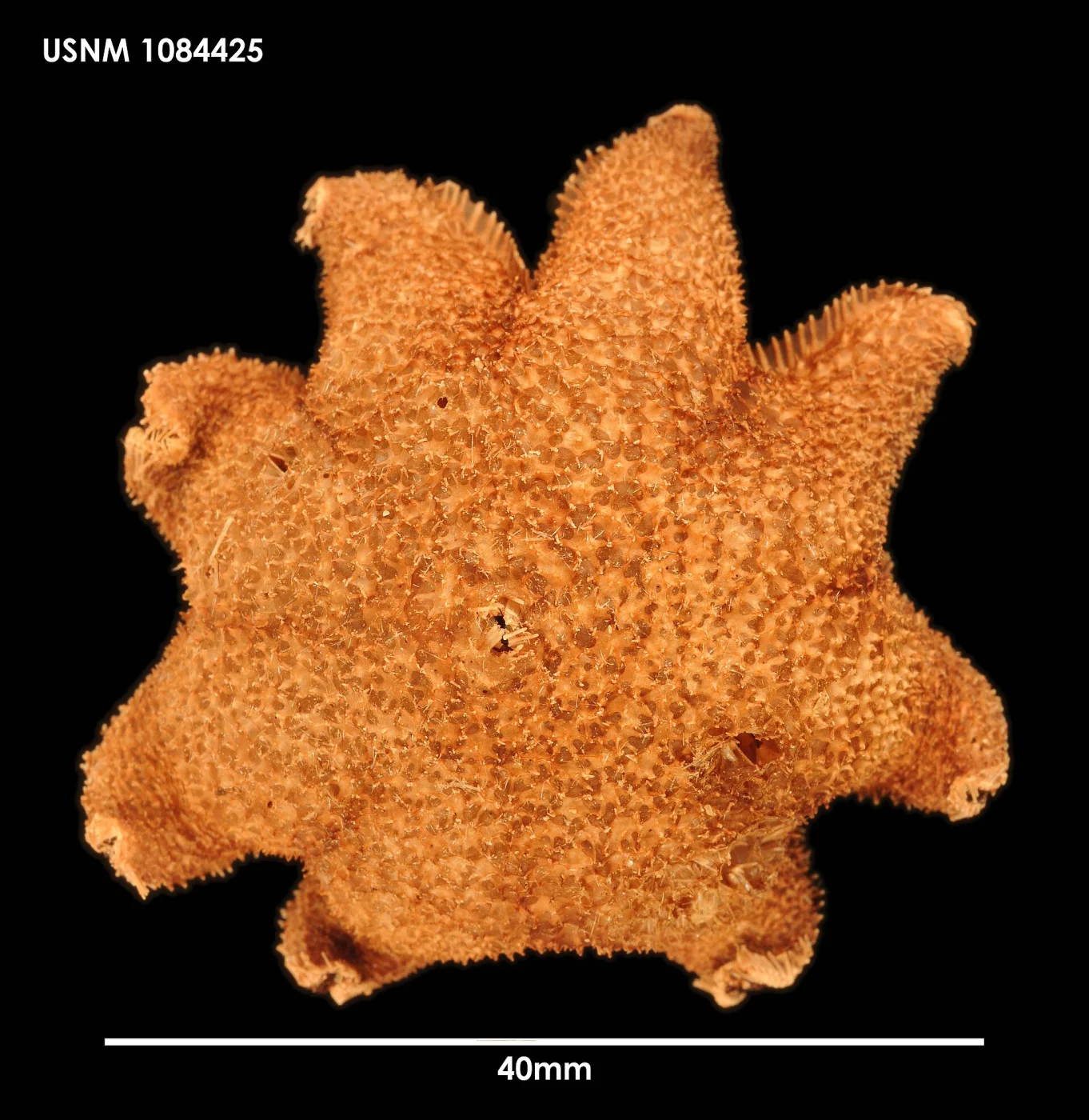 Pteraster koehleri