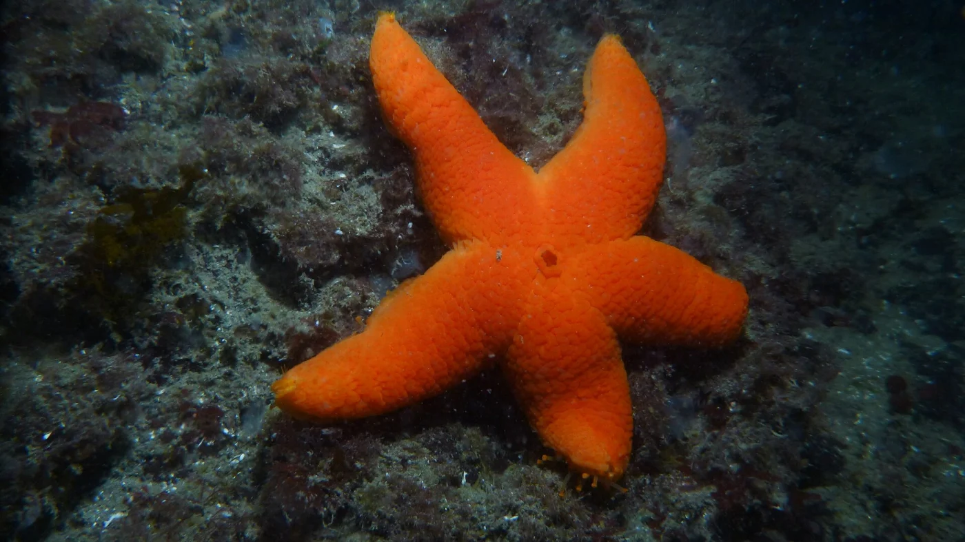 Wrinkled slime star