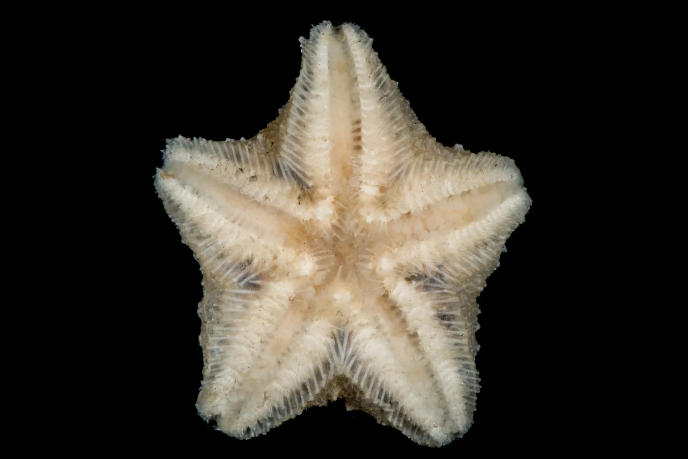 Pteraster pulvillus