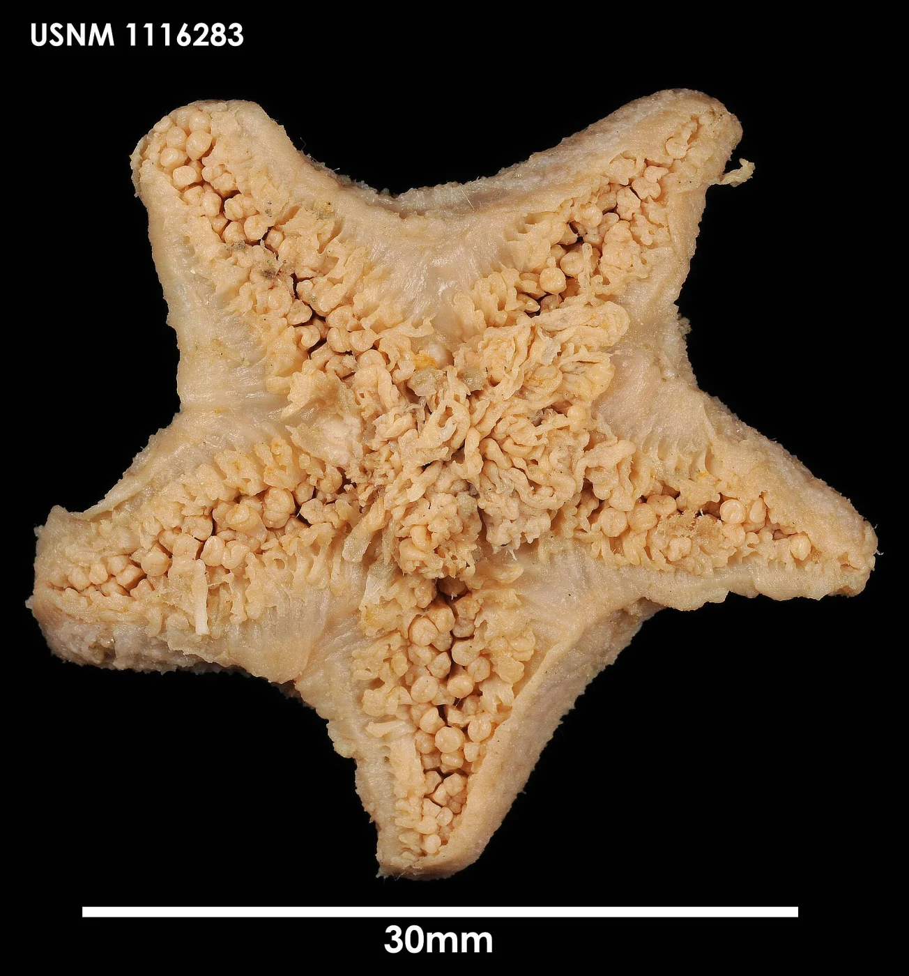Pteraster rugatus