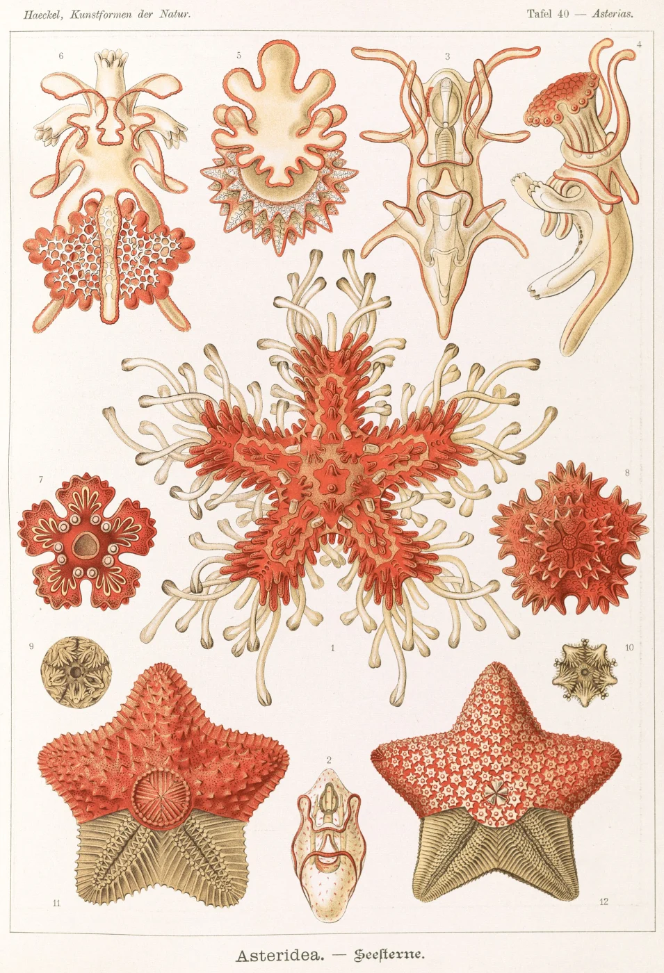 Pteraster stellifer
