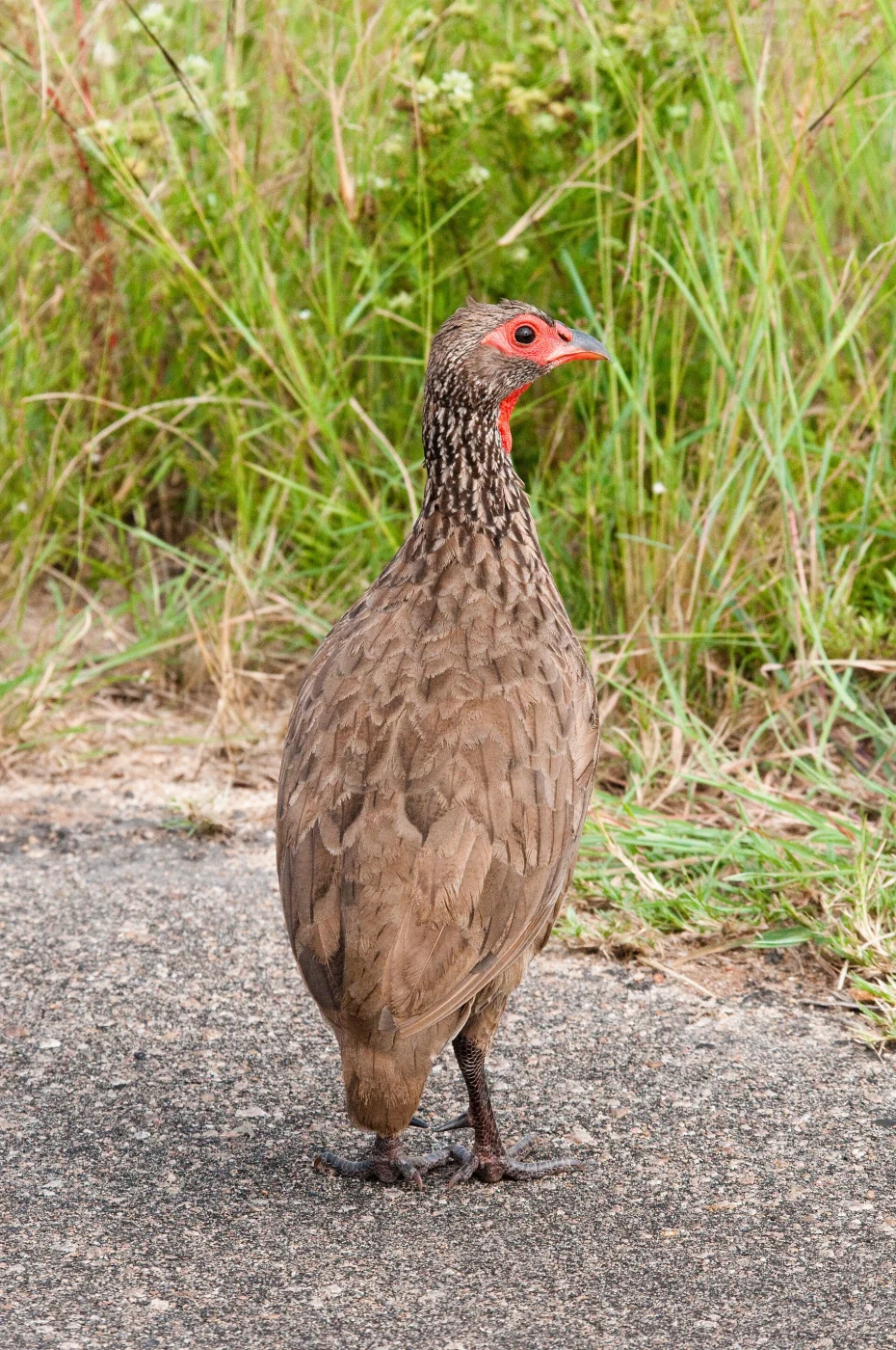 Swainson's Francolin