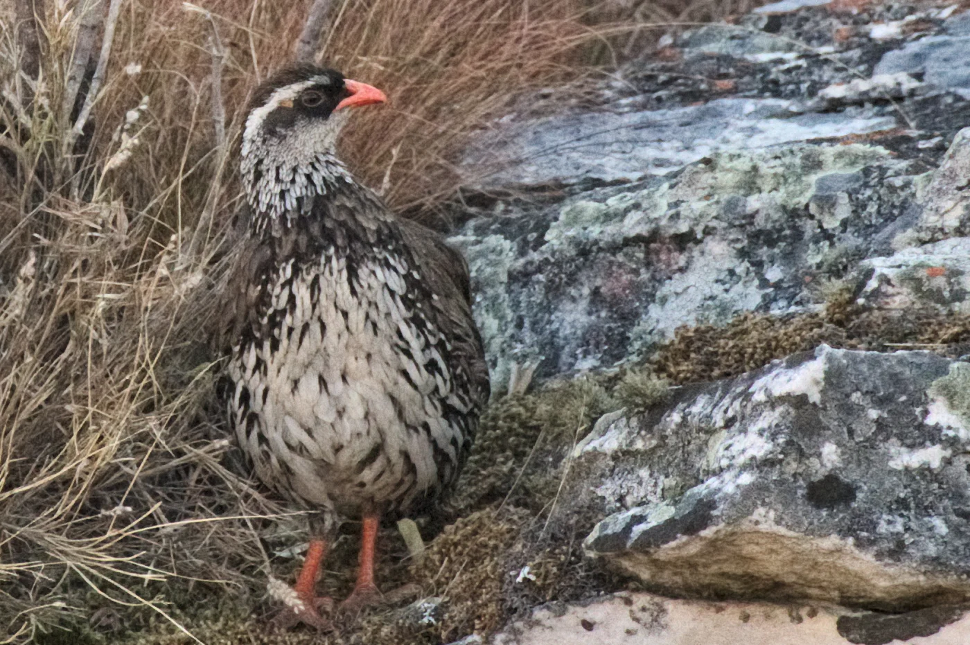 Swierstra's Francolin
