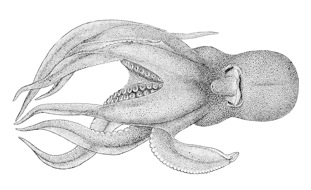 Pteroctopus keralensis