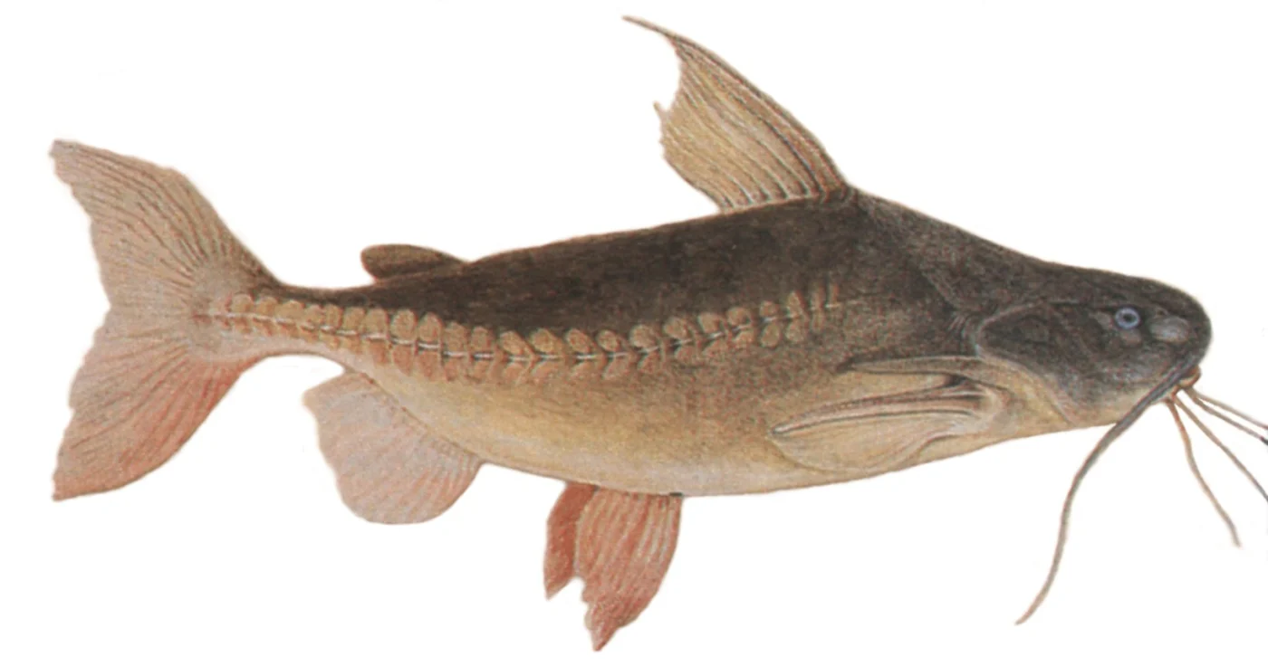 granulated catfish