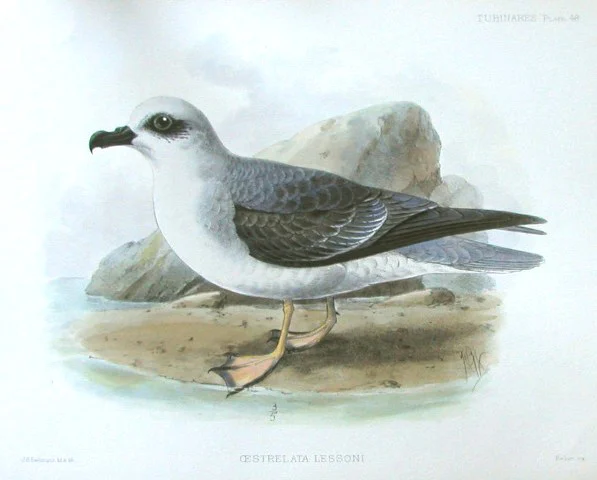 White-headed Petrel