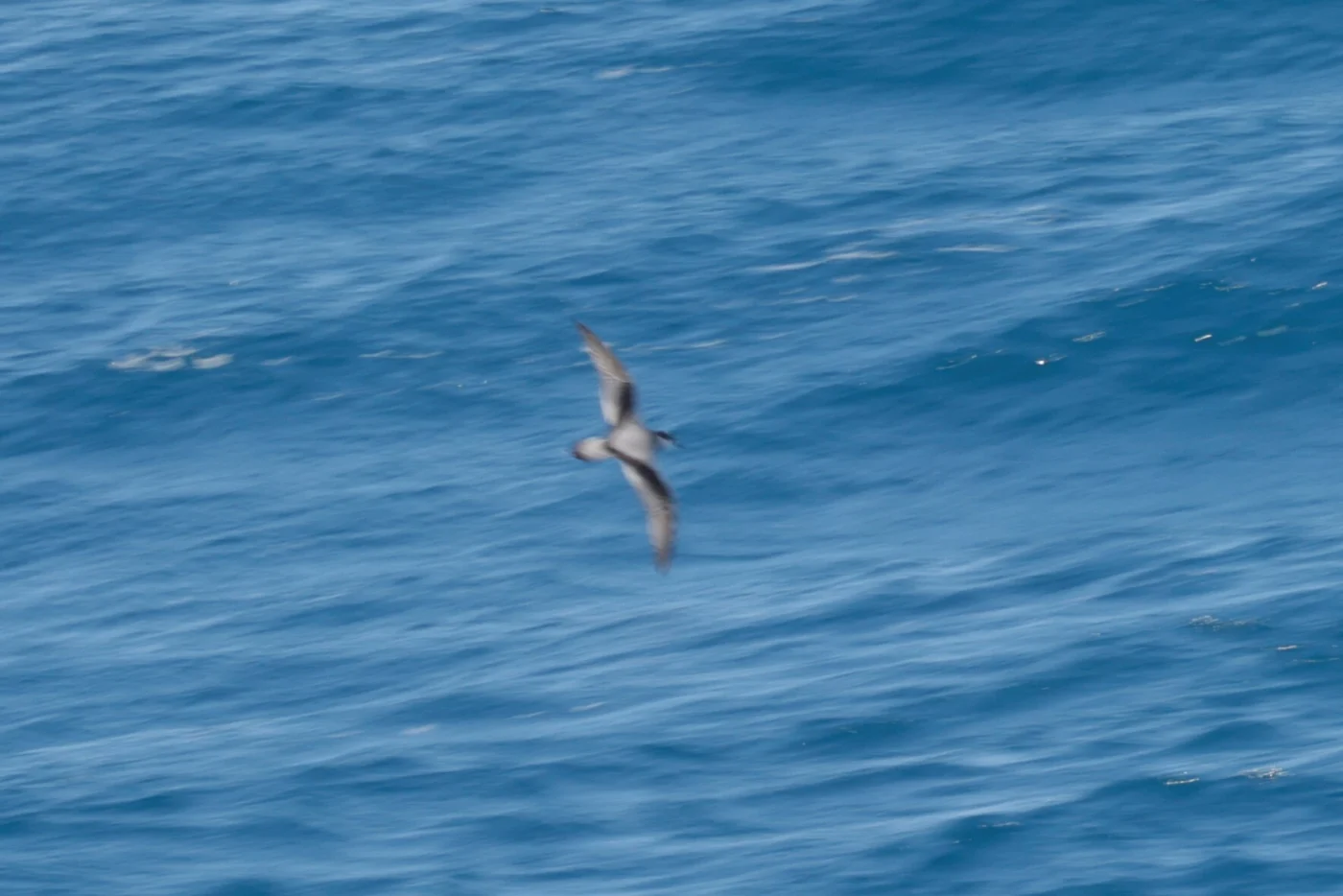 Stejneger's Petrel