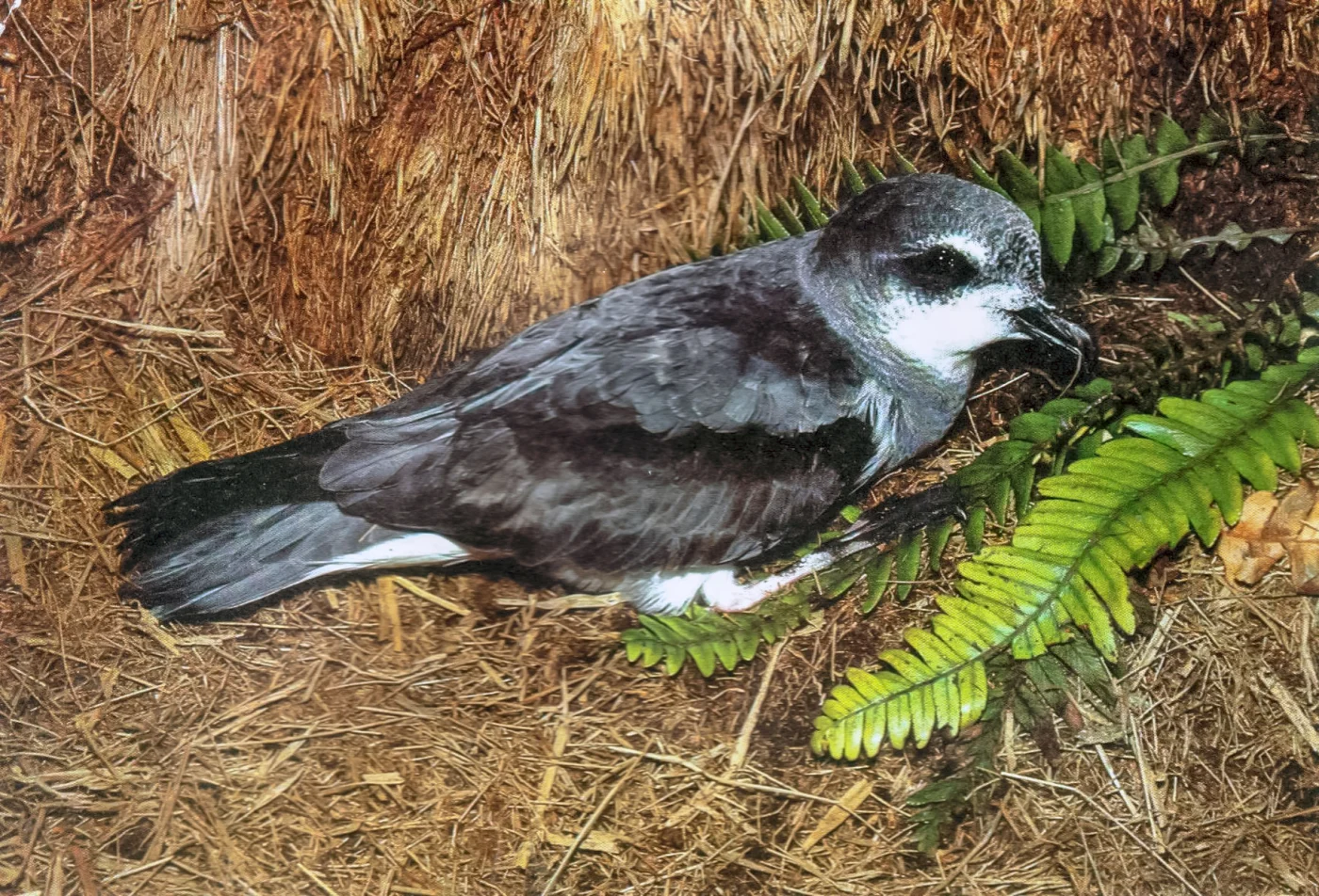 Soft Plumaged Petrel