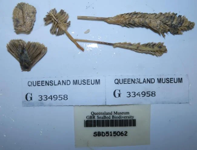 Pteroeides oblongum