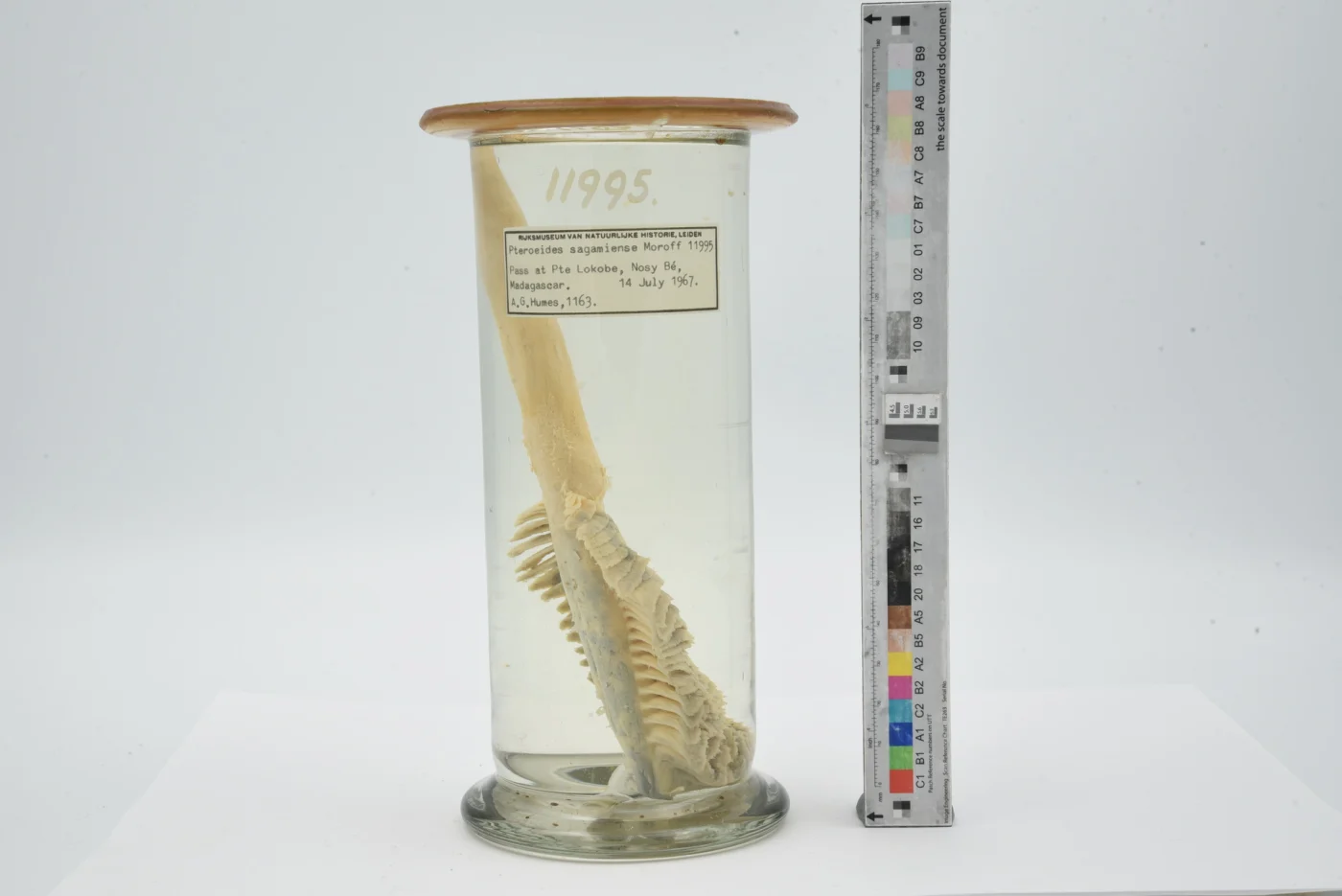 Pteroeides sagamiense