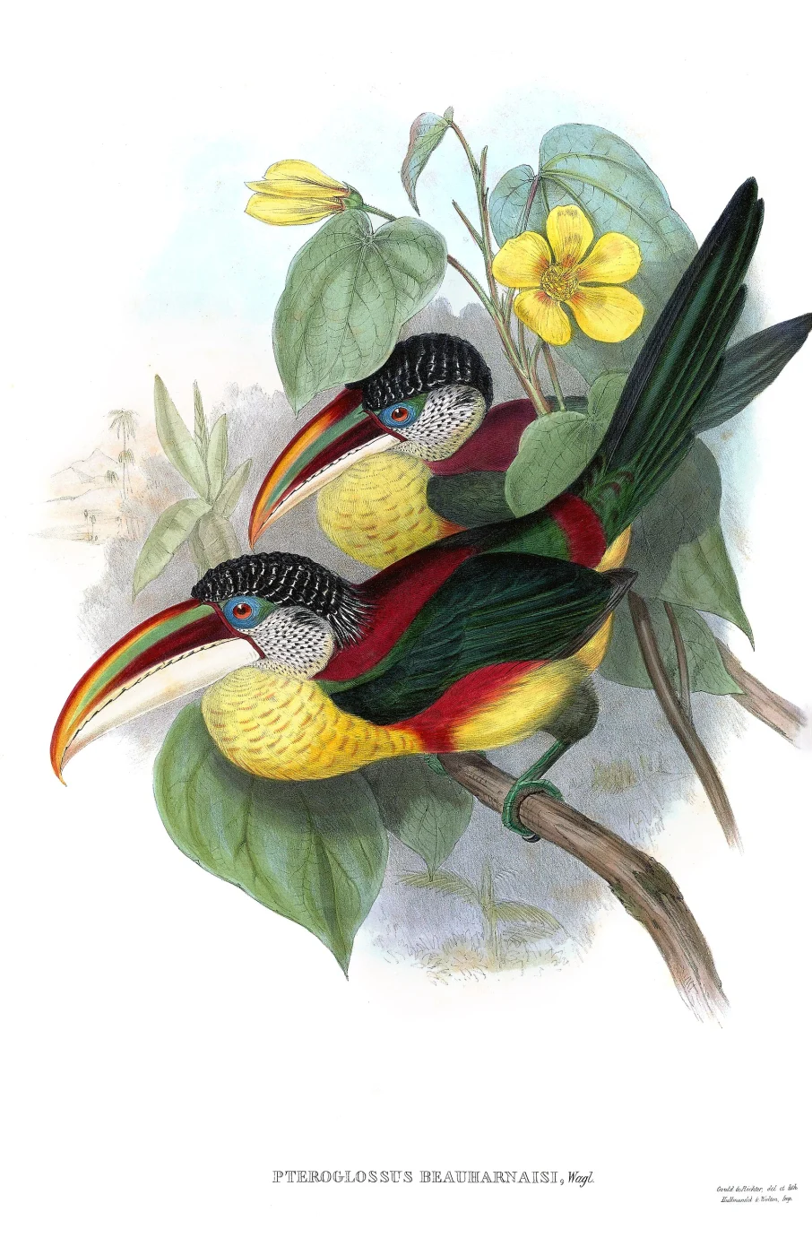 Curl-crested Aracari