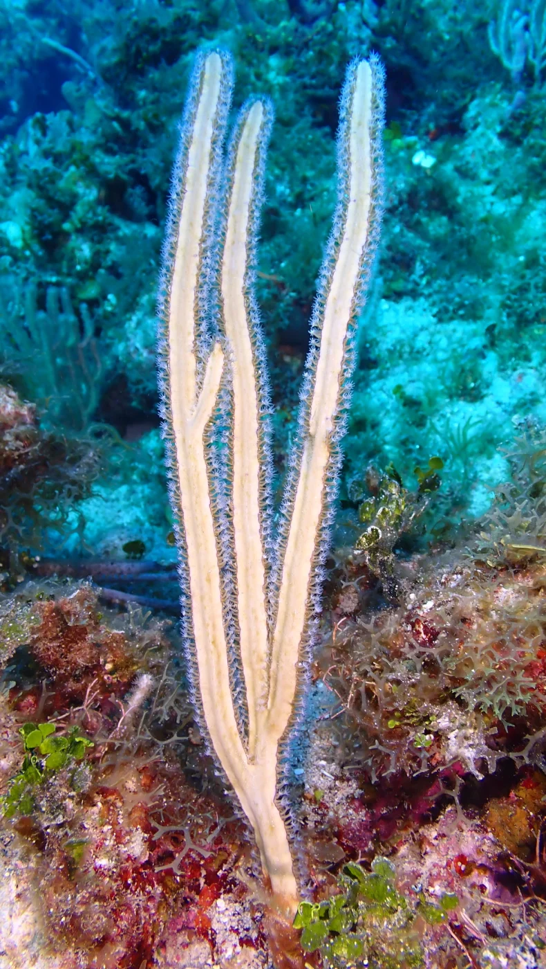 grooved-blade sea whip