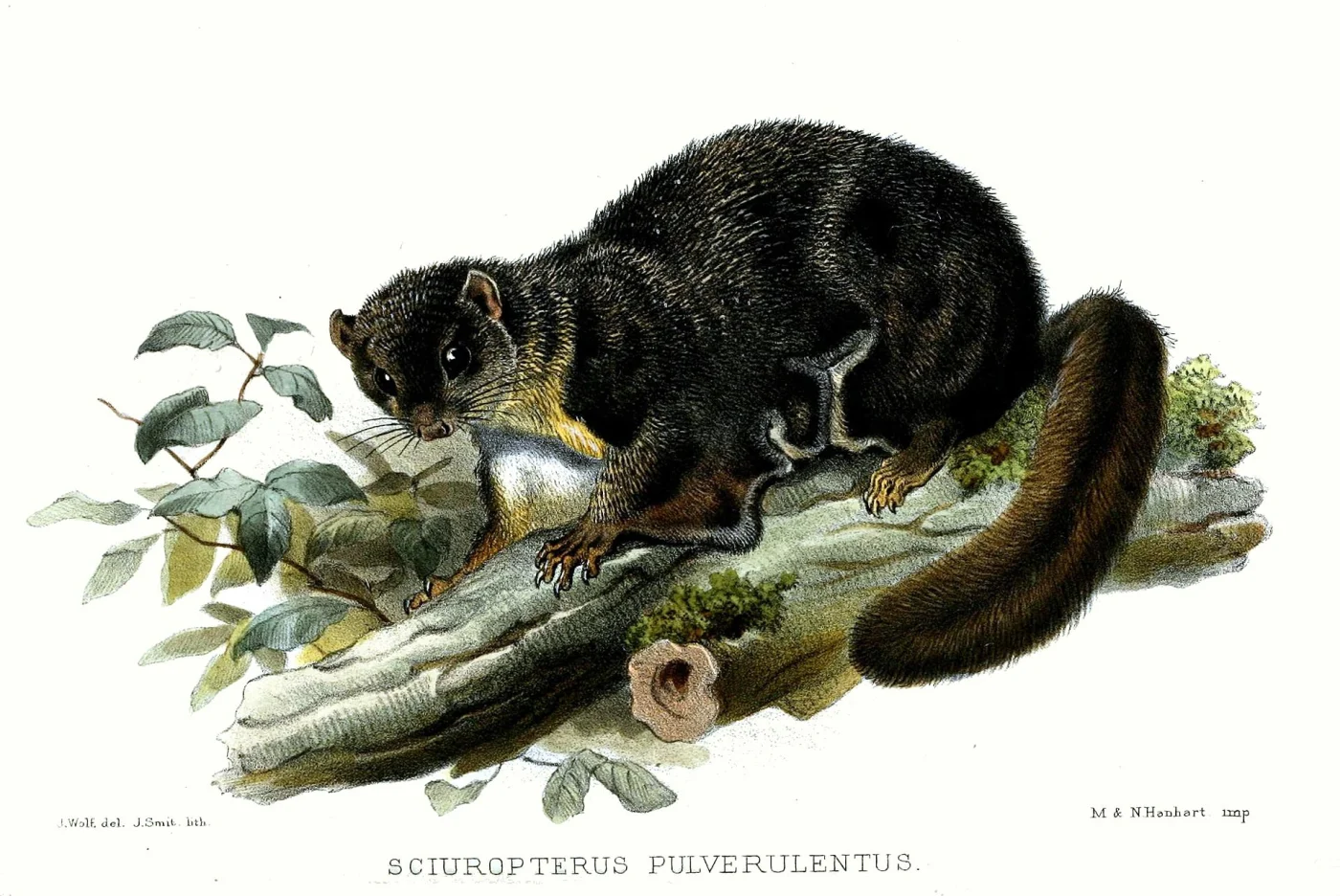 Ardilla voladora ahumada