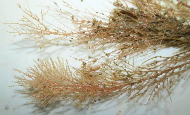 Pteronisis whiteleggei