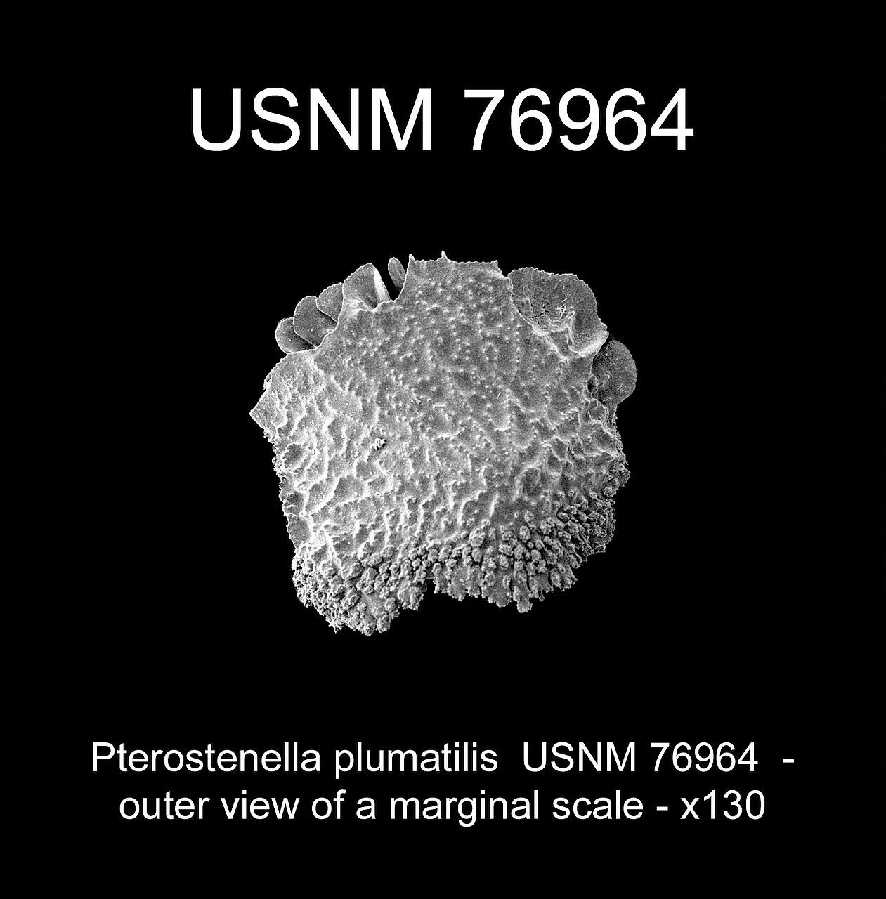 Pterostenella plumatilis