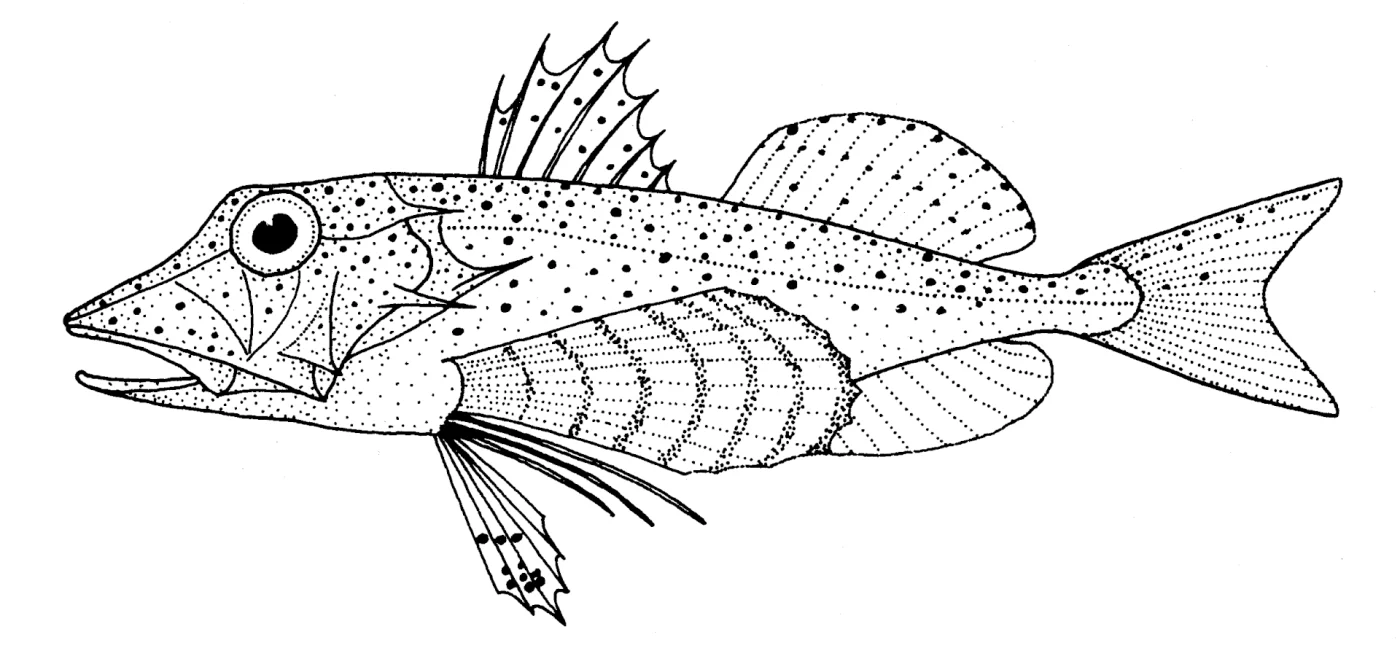 Urashima's Gurnard