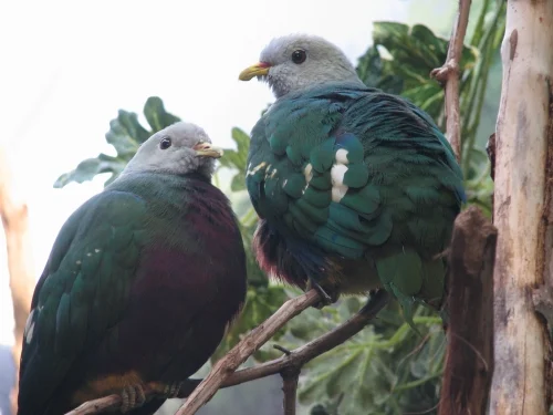 Wompoo Fruit Dove