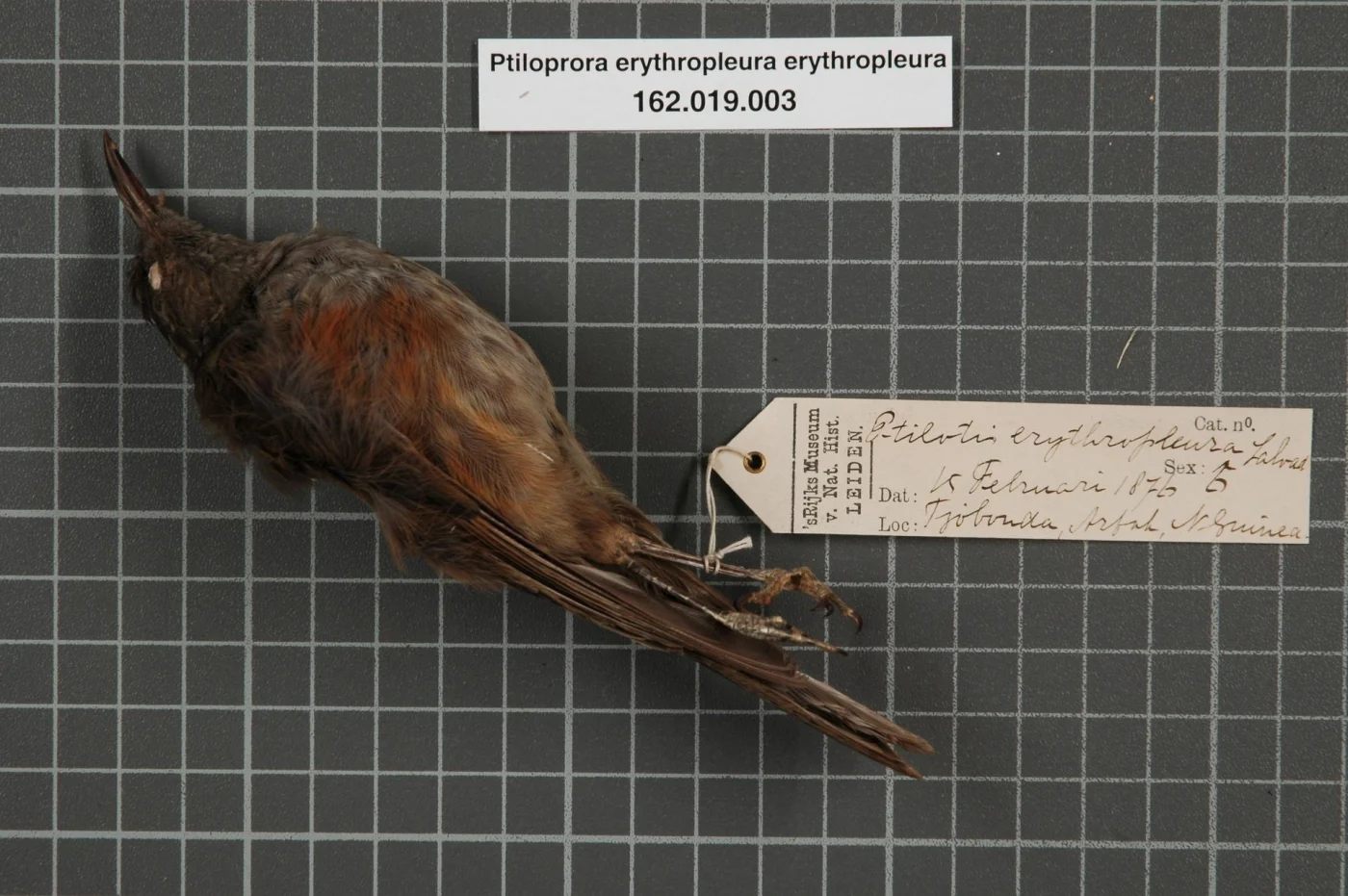 Mayr's Honeyeater