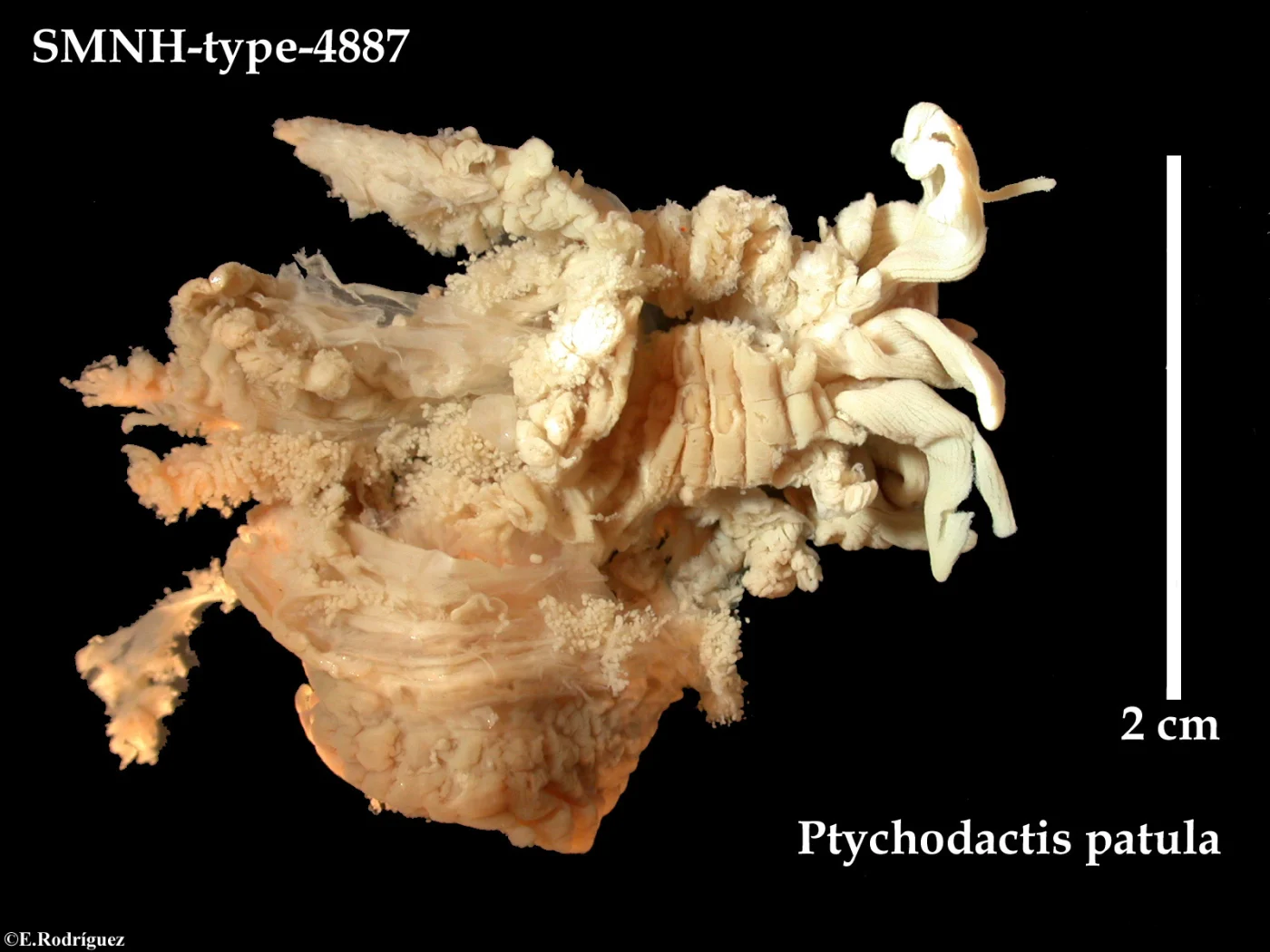 Ptychodactis patula