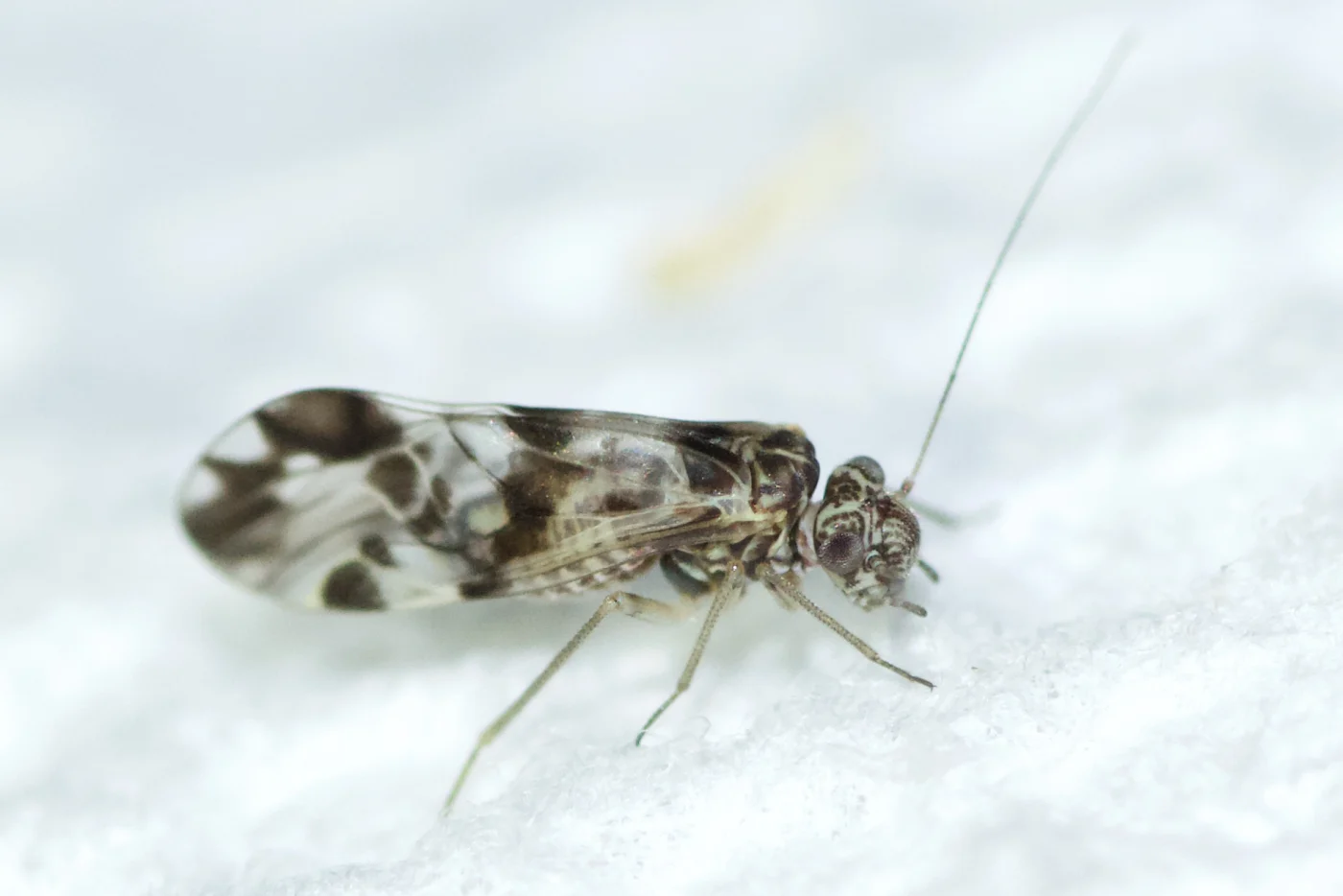 Ptycta polluta