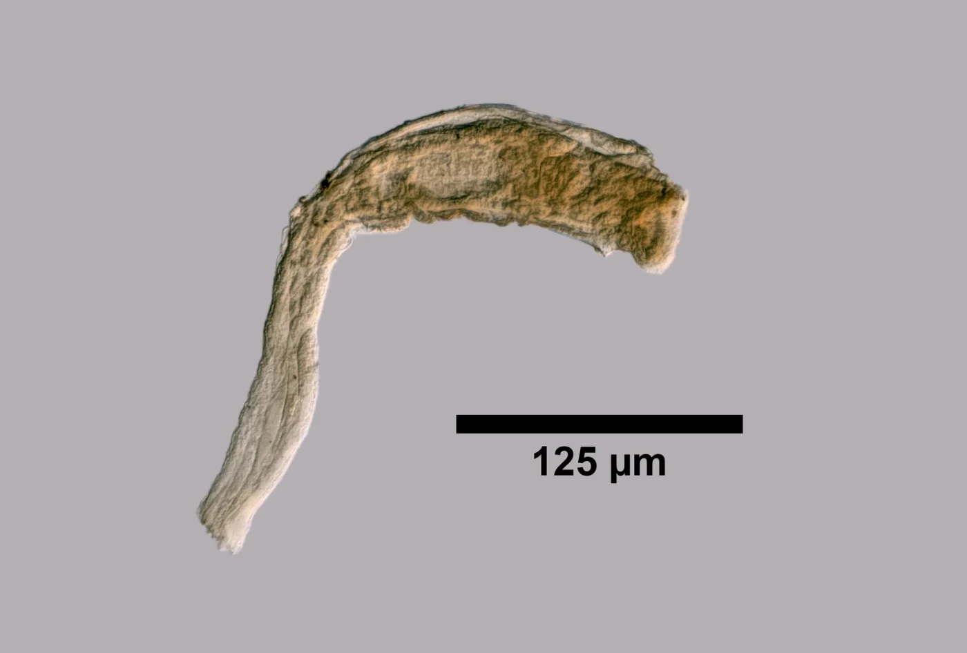 Ptygura agassizi