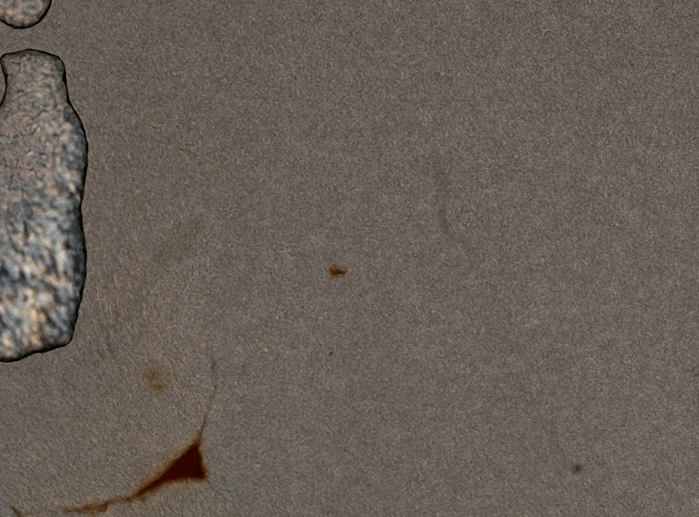 Ptygura brachiata