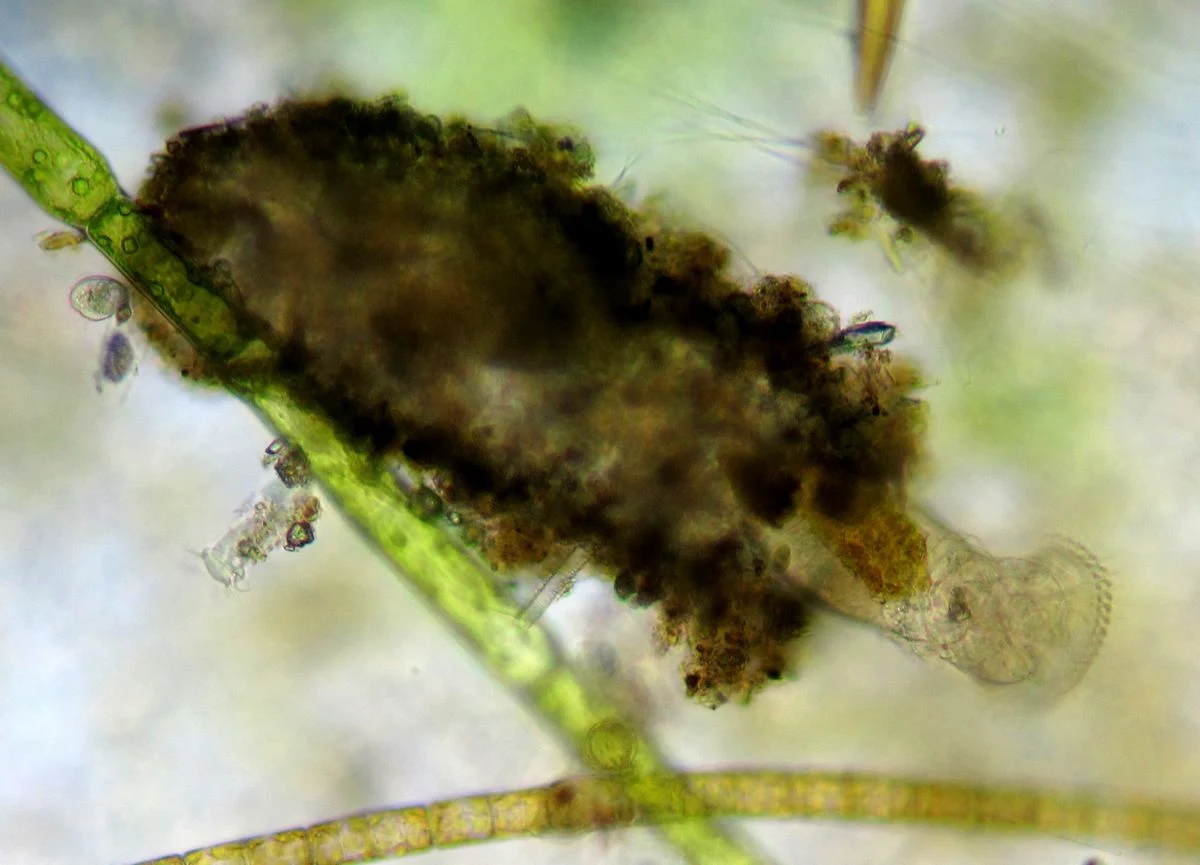Ptygura crystallina