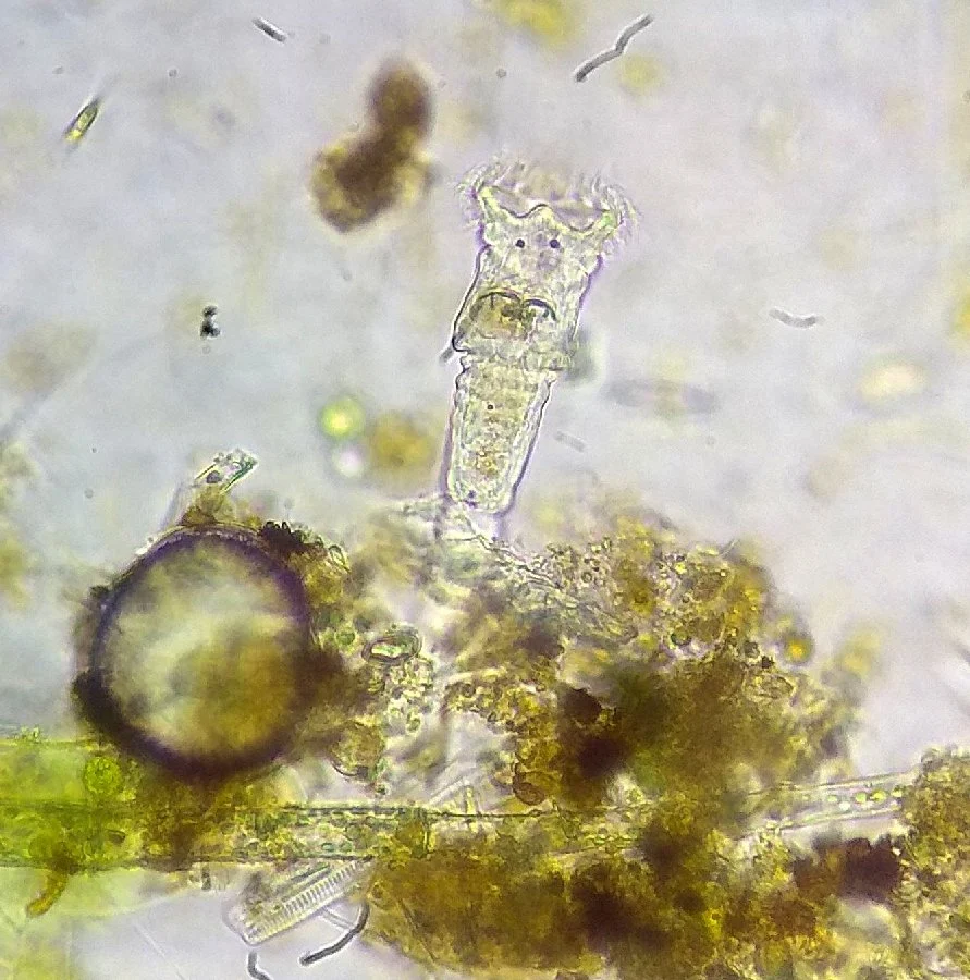 Ptygura melicerta