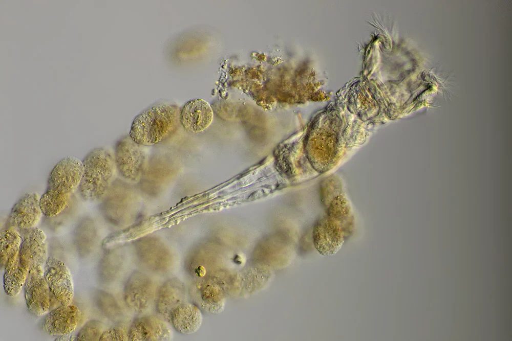 Ptygura pedunculata