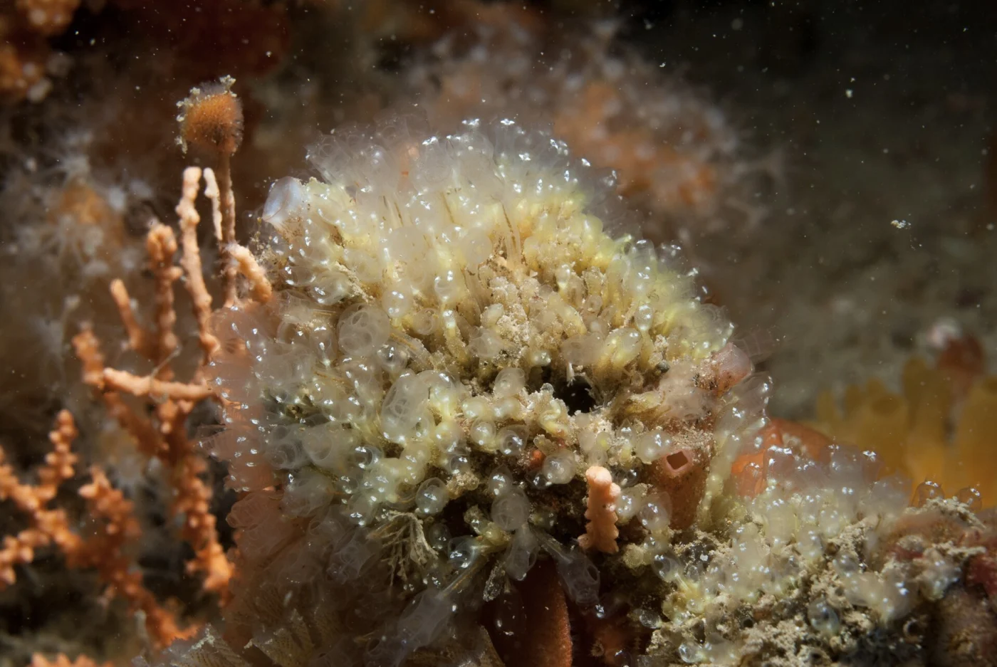 orange lights seasquirt