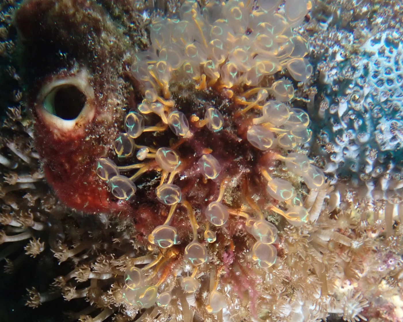 Pycnoclavella detorta