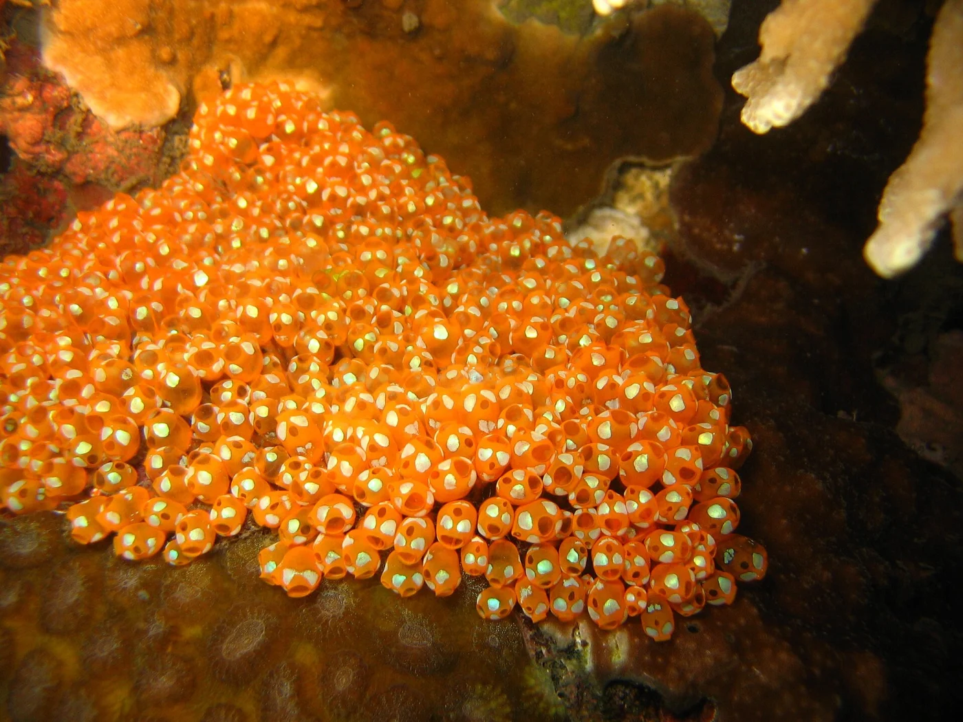Pycnoclavella diminuta