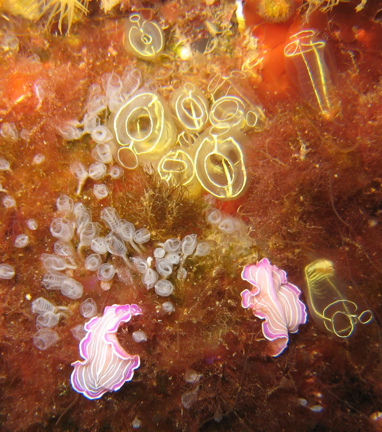 Pycnoclavella elongata