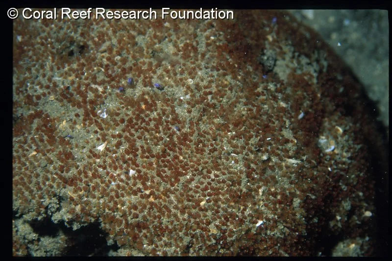 Pycnoclavella filamentosa