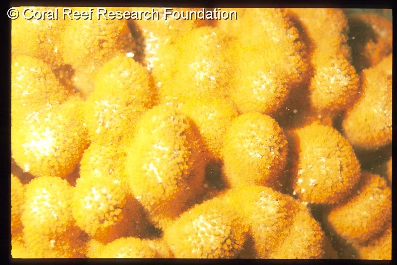 Pycnoclavella inflorescens