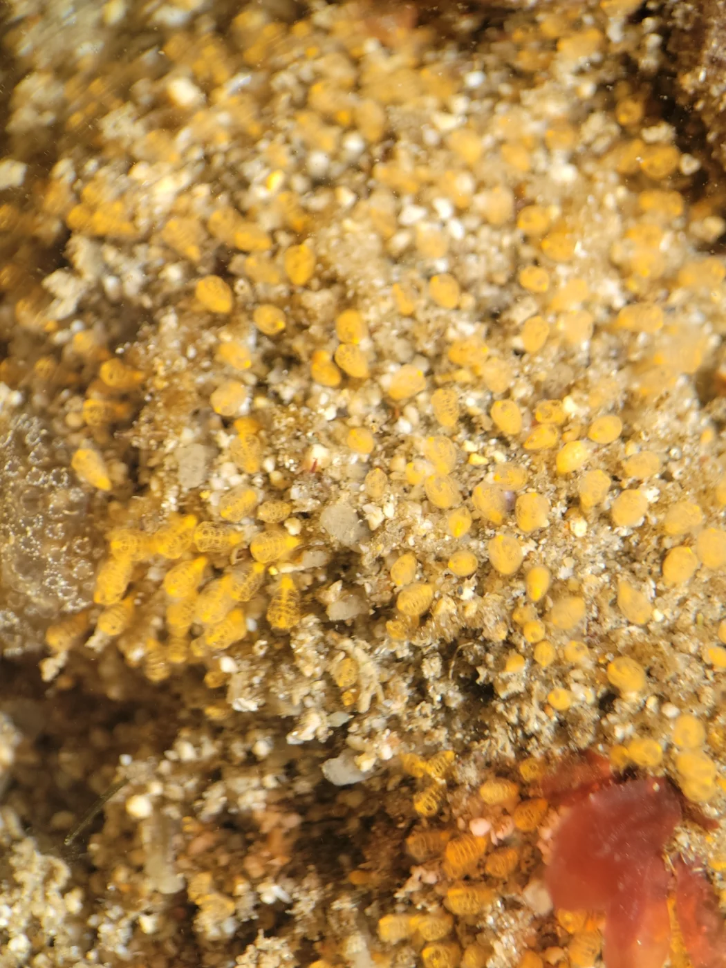 Yellow Social Ascidian