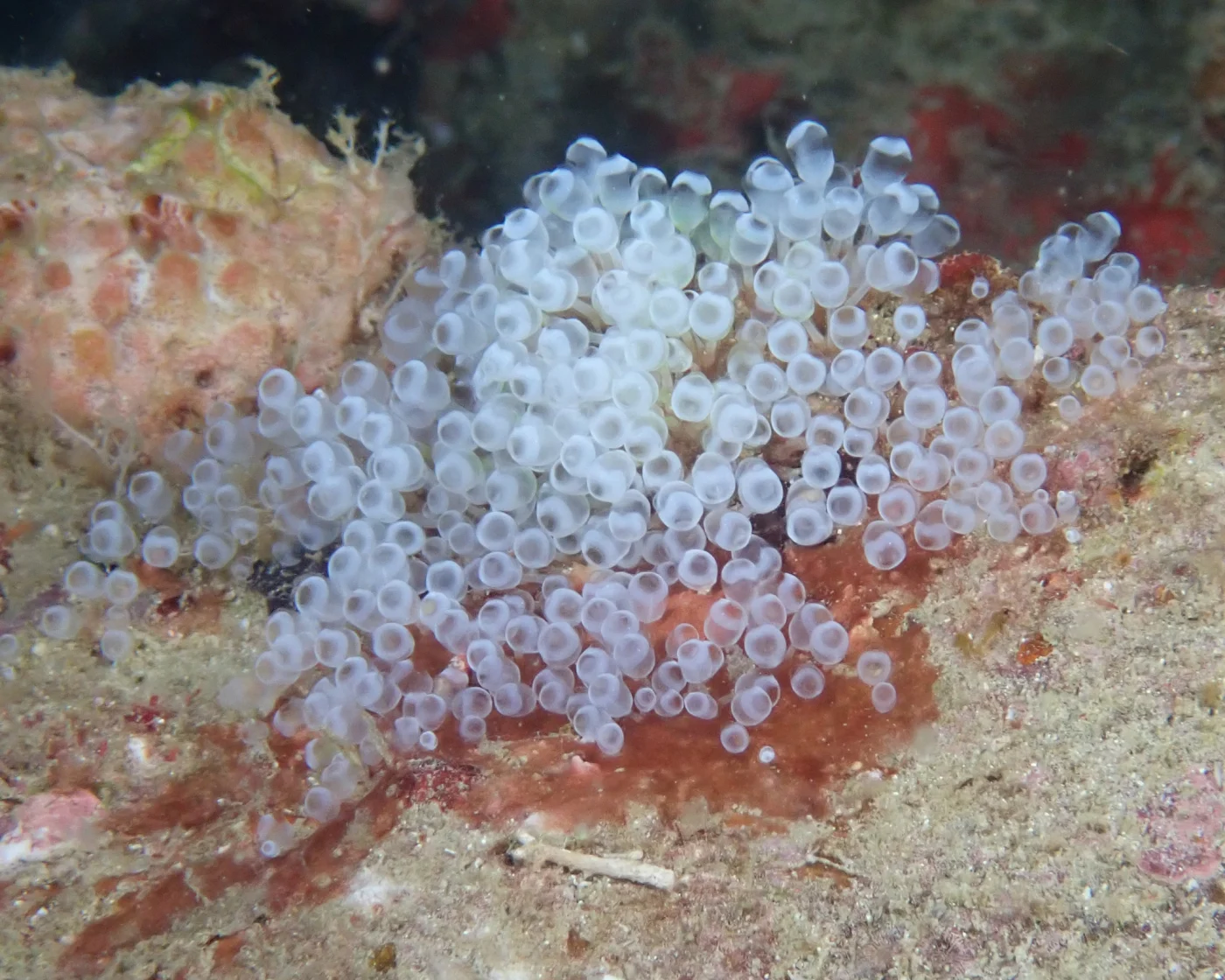 Pycnoclavella tabella
